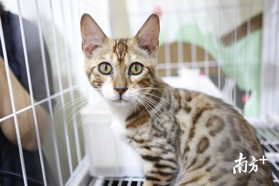 萌寵盛宴 深圳國際寵物展今日火熱開幕，全方位寵物服務點亮愛寵生活